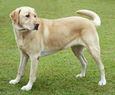 El perro era de raza cruce labrador