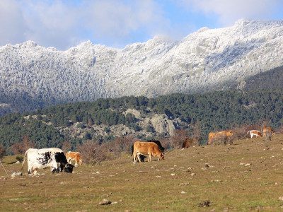 vacas-en-la-Dehesa