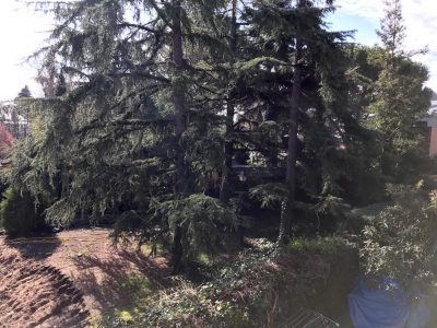 Árbol de gran porte y antigüedad en la zona de la Marazuela