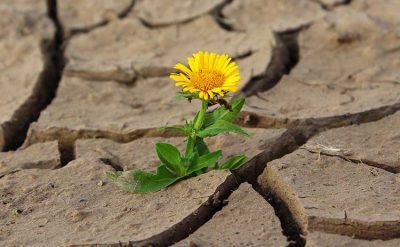 Flor creciendo en suelo seco