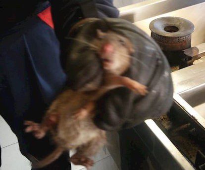 Denuncian la presencia de ratas en el parque de Bomberos de Collado ...