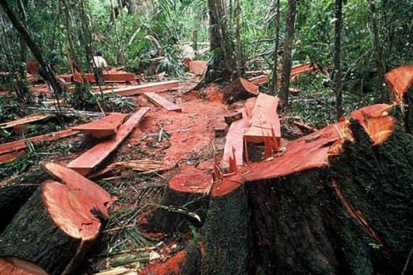 Así es cómo afecta la tala indiscriminada de árboles al medio ambiente y  quizá no lo sabías