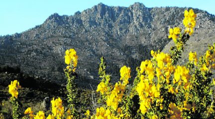 La floración del cambroño, eje del II Concurso de Decoración “Los Molinos en amarillo”