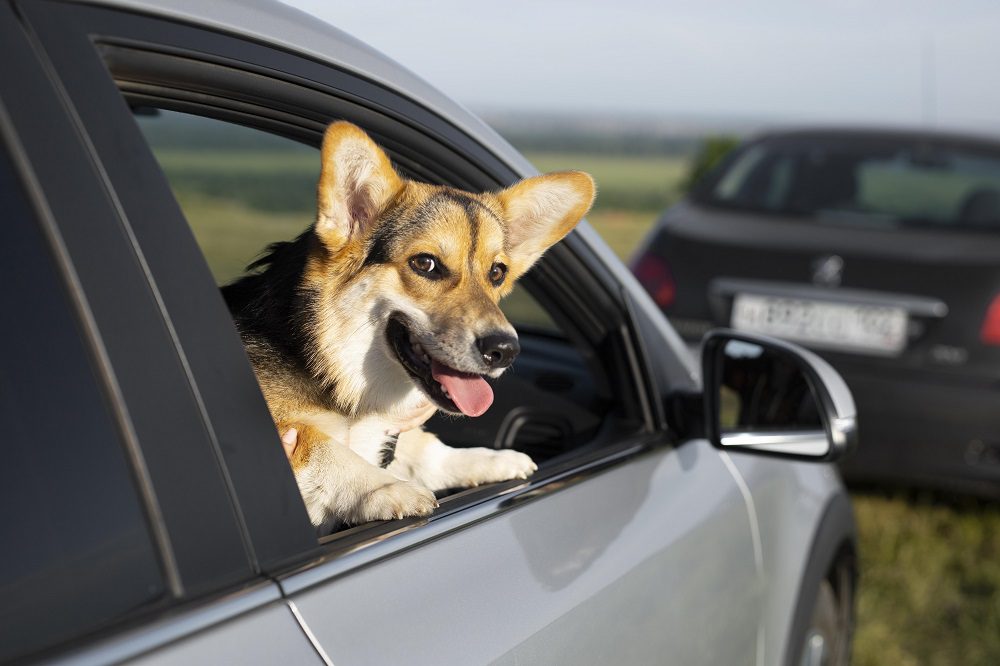 Los riesgos de viajar con perro en coche sin la sujeción correcta