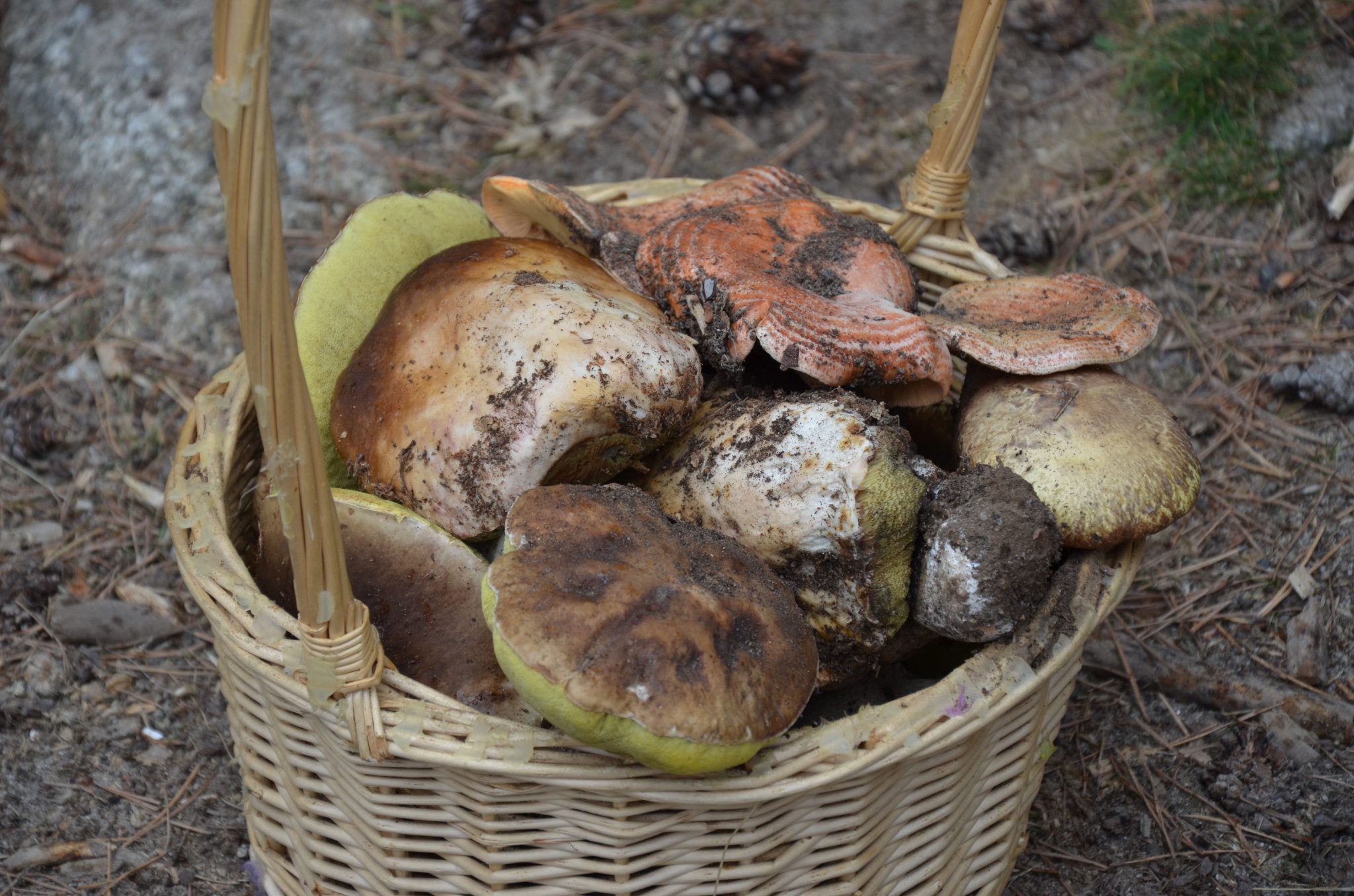 Setas en la Sierra de Guadarrama