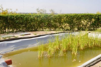 Estanque rectangular forrado con plástico blanco lleno de agua turbia, con tallos de juncos o plantas acuáticas de color verde intenso.