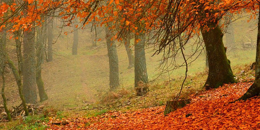Hayedo Escondido de Abantos