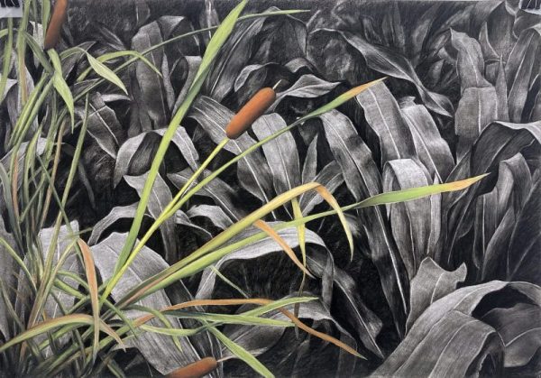 Dibujo detallado de plantas de humedal con hojas largas y espigas marrones sobre un fondo oscuro.