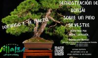 Demostración de bonsái sobre pino silvestre este domingo, en el Museo del Bonsái de Collado Villalba