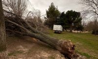 Las fuertes rachas de viento registradas el fin de semana causan diversos destrozos en el arbolado de Collado Villalba
