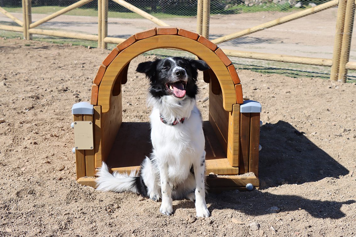 agility canino Galapagar