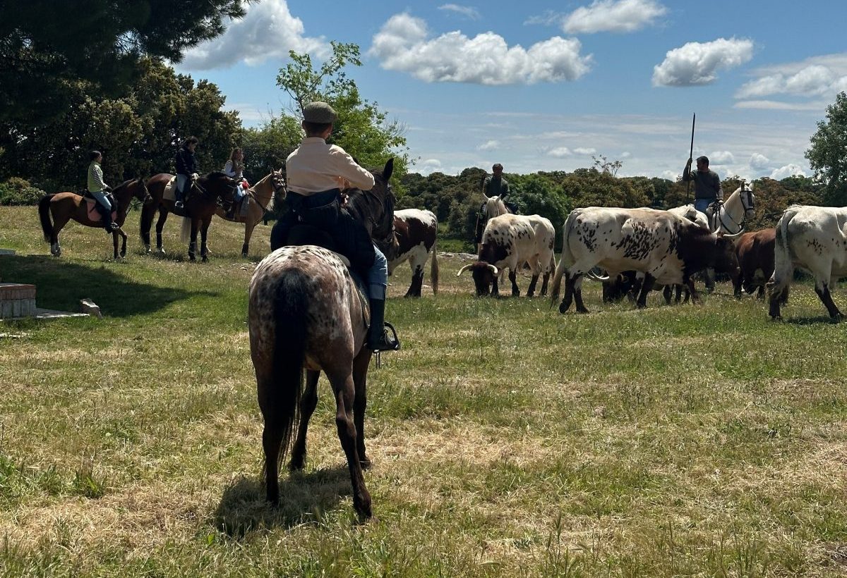 Fiesta de la Trashumancia en Galapagar