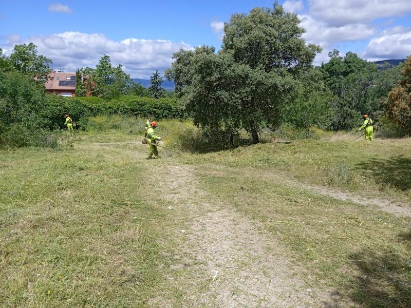 Operarios con monos de trabajo fosforitos y desbrozadoras limpian la vegetación de una zona verde con árboles.
