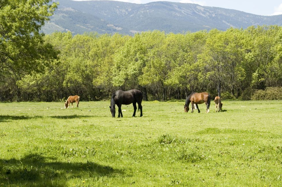 Dehesa de Abajo Guadarrama