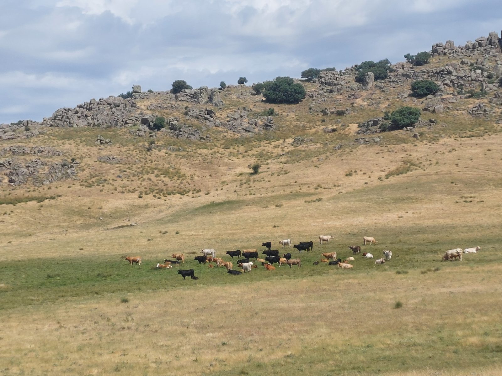 Un rebaño de vacas pastando en un prado verde al pie de una ladera montañosa y rocosa bajo un cielo cubierto.