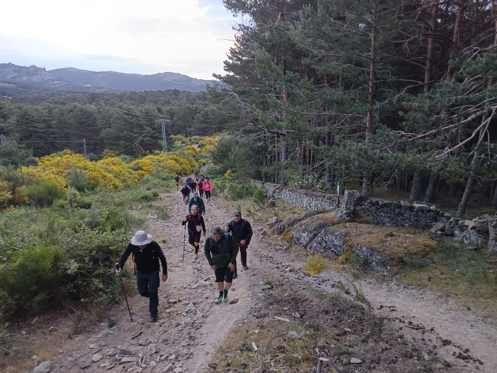 Un grupo de excursionistas camina en fila por un sendero de tierra flanqueado por pinos y arbustos con flores amarillas.