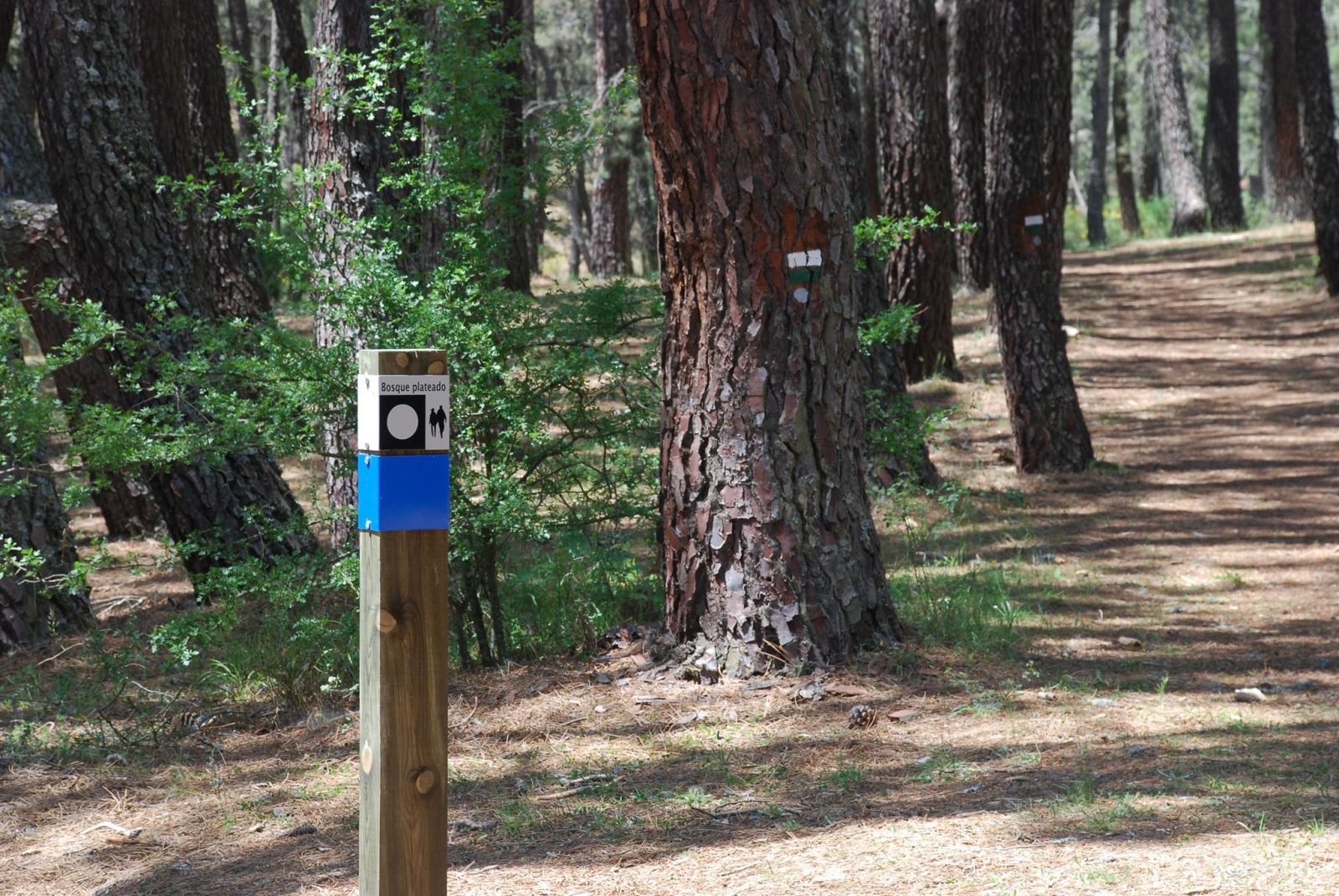 Señalización en la ruta del Bosque Plateado
