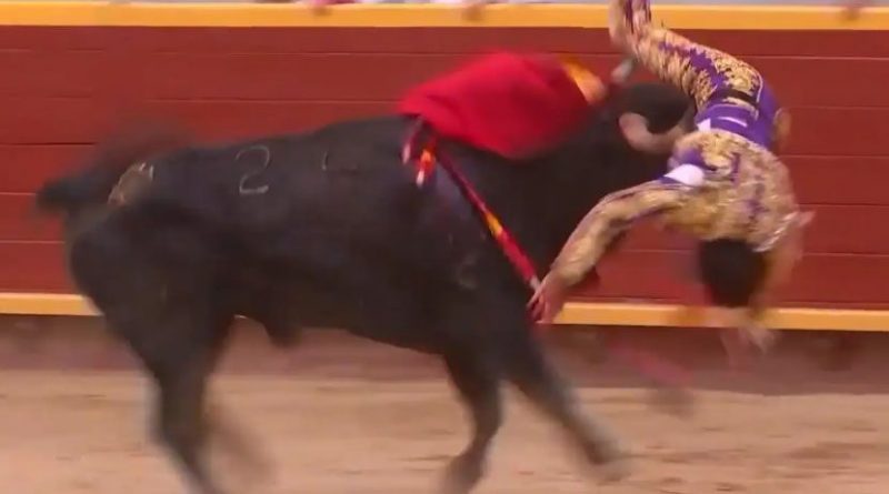Un toro negro voltea por los aires a un torero vestido de luces morado y oro en el interior de una plaza de toros.