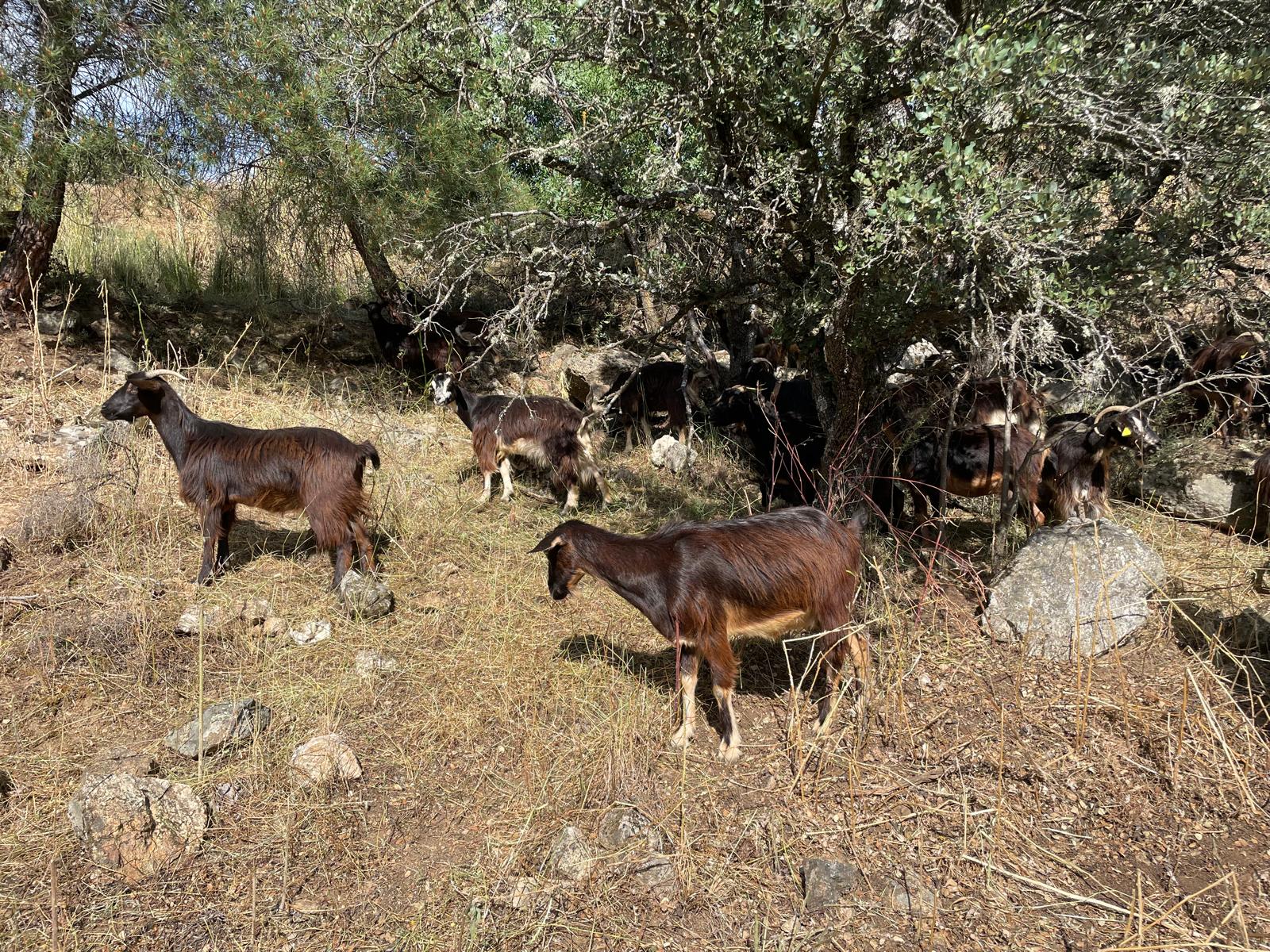 Rebaño de cabras pastando en una zona de vegetación seca entre árboles y rocas.
