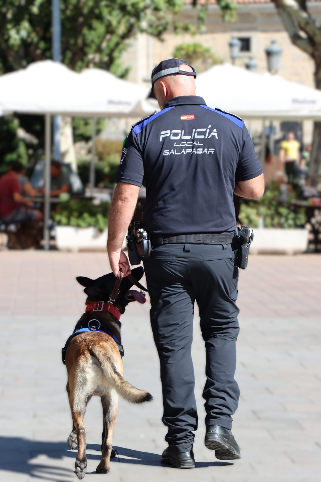 Uno de los agentes de la Policía Local de Galapagar, con el Pastor Belga Malinois de la nueva unidad canina