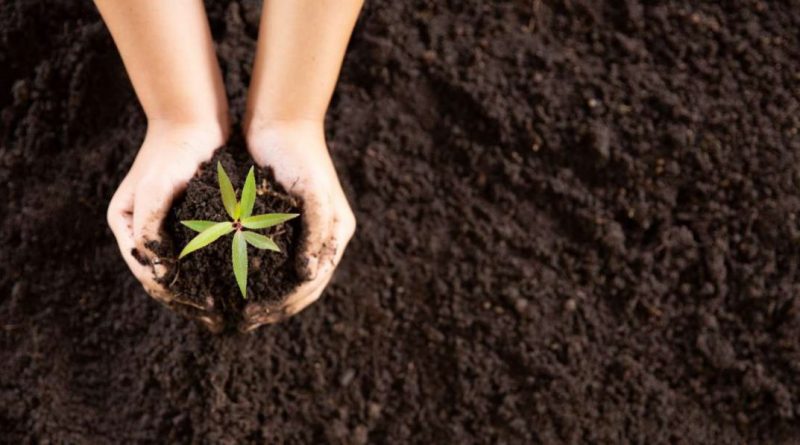 manos-de-nino-sujetan-un-brote-entre-compost-1170x597