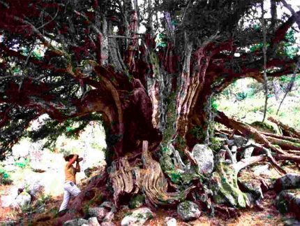 Tejo-de-rascafría-430x323