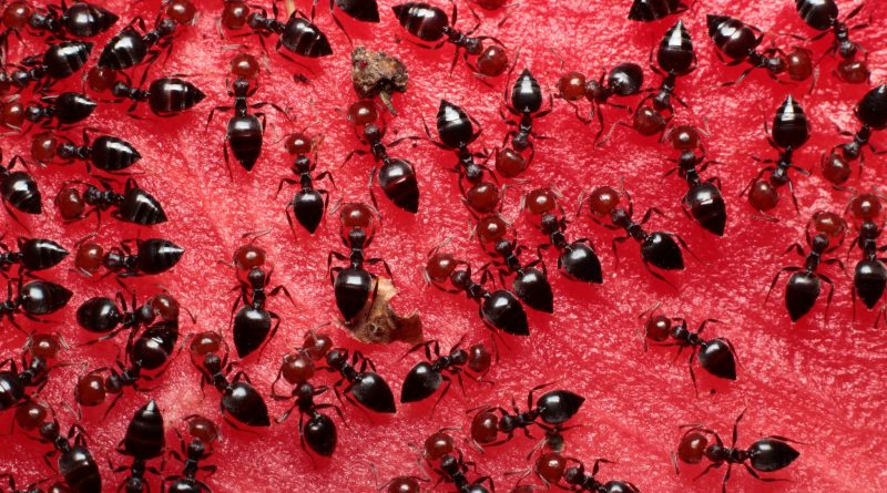 crematogaster scutellaris (hormiga fraile) a3
