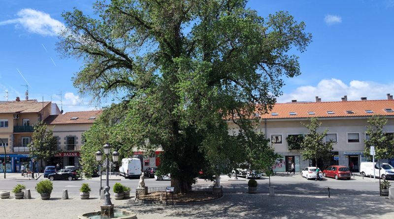 guadarrama-olma