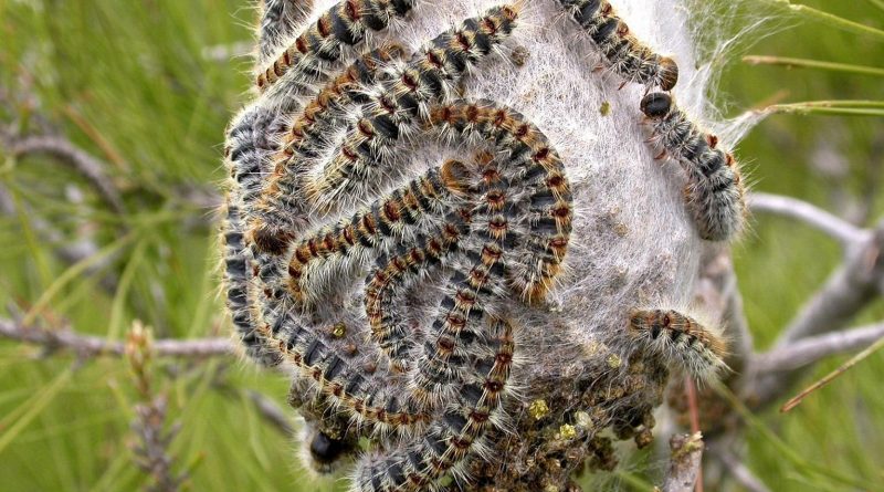Oruga procesionaria
