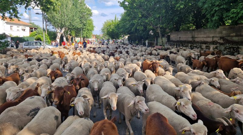 120623-guadarrama-trashumancia-guadarrama