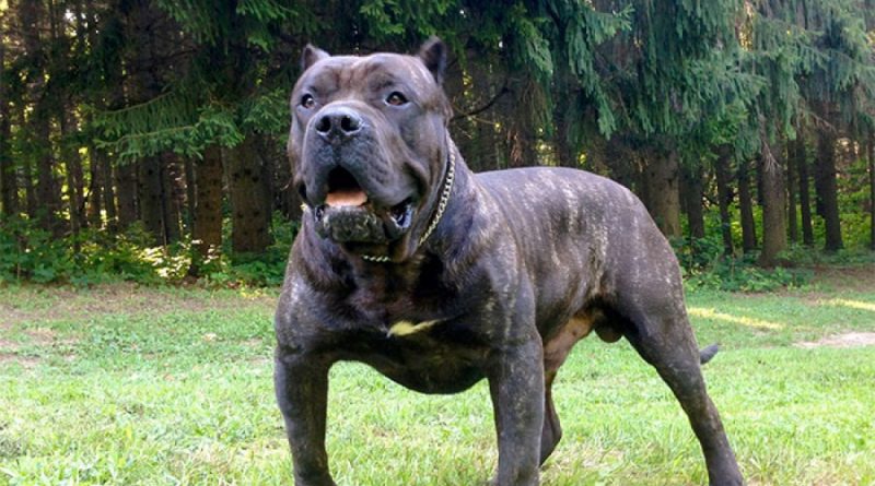 presacanario