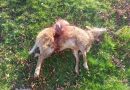 Una oveja muerta tras el ataque de un lobo