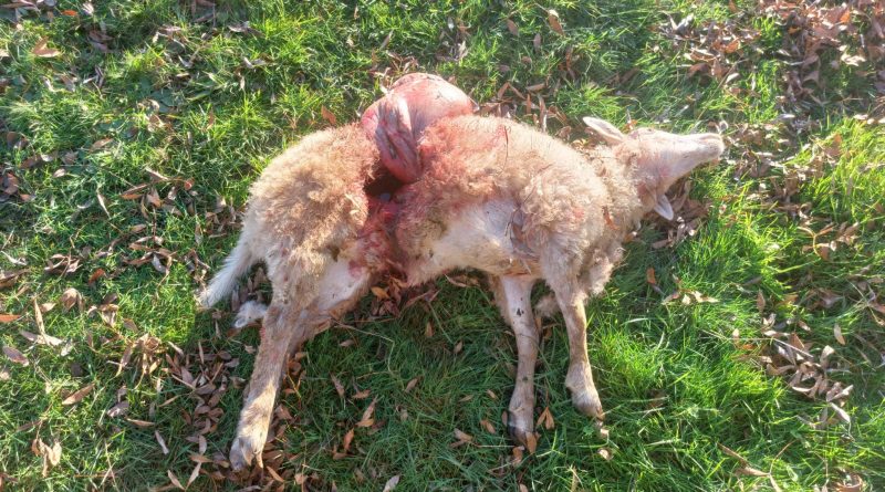 Una oveja muerta tras el ataque de un lobo