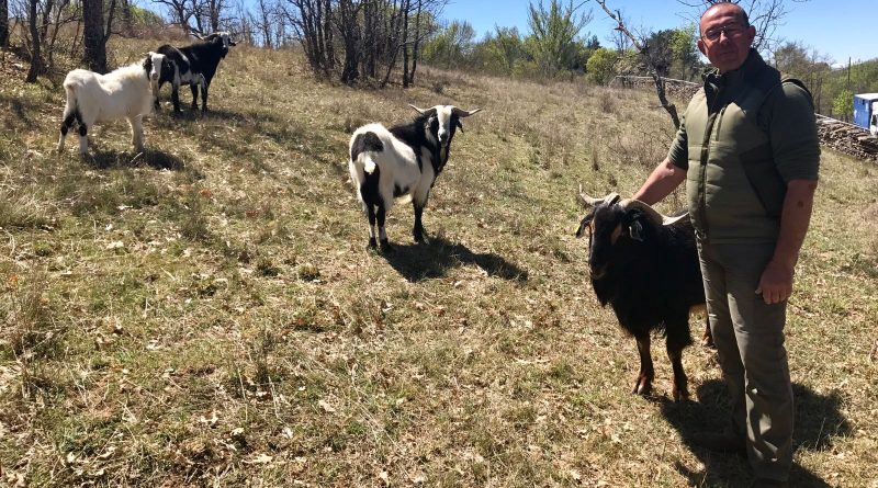 El cabrero Luís González con sus Cabras en Prádena del Rincón