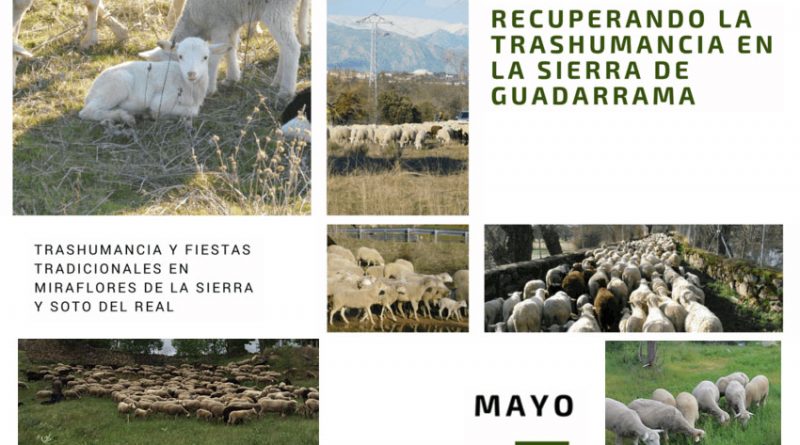 trashumancia-guadarrama