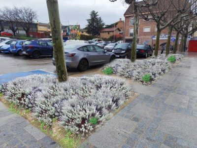 ALCORQUE REPLANTADO