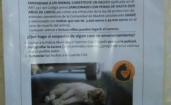 gatos envenenados 2