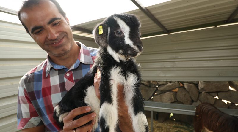 cabras el boalo 1