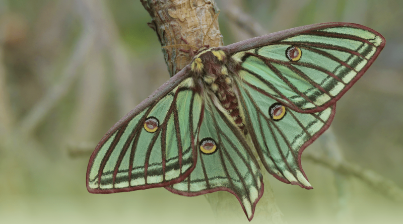 graellsia isabelae 02