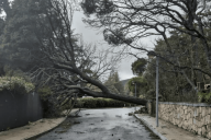 árbol caído san lorenzo