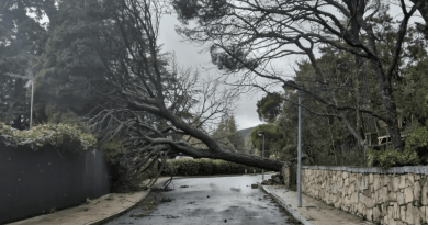 árbol caído san lorenzo