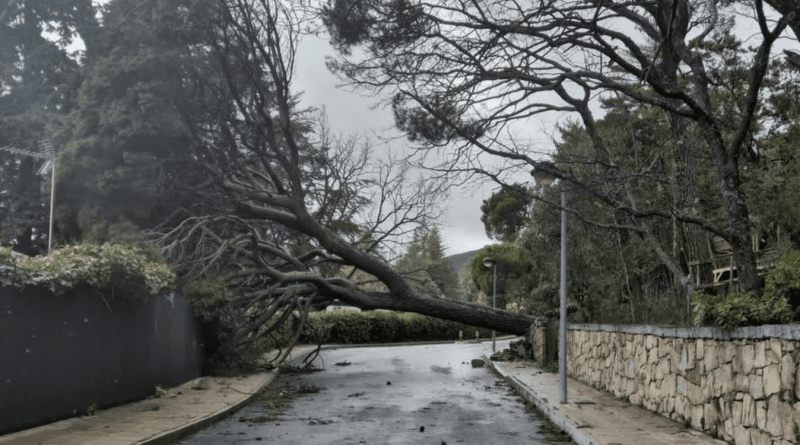 árbol caído san lorenzo