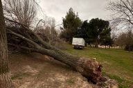 Visita daños arbolado 16-2-26