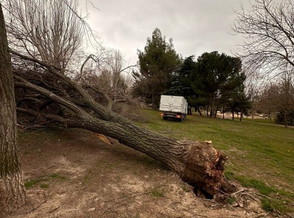 Visita daños arbolado 16-2-26