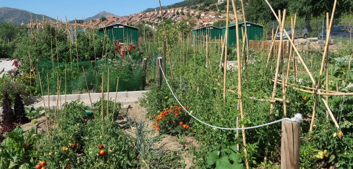 HUERTOS SOCIALES SAN LORENZO DE EL ESCORIAL