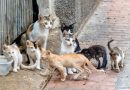 colonias felinas 02