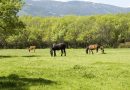 dehesa de abajo guadarrama