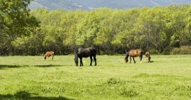 dehesa de abajo guadarrama