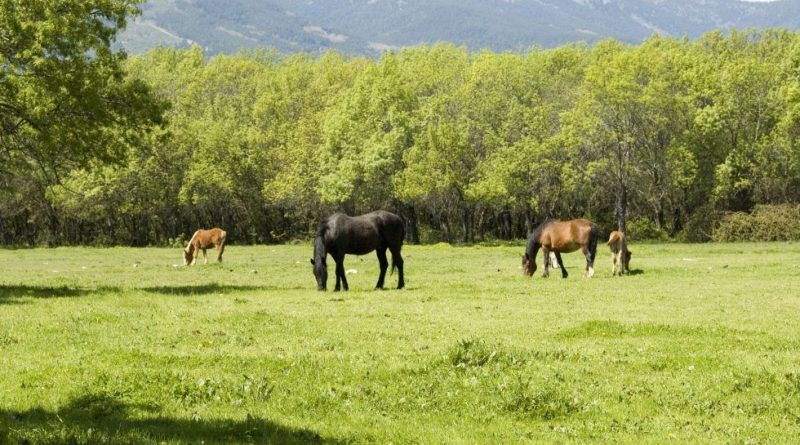 dehesa de abajo guadarrama