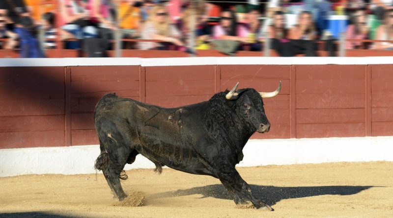 Novillo en la Feria Taurina de Guadarrama